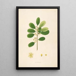 William Roxburgh - Plants of the coast of Coromandel Pl015.webp