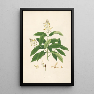 William Roxburgh - Plants of the coast of Coromandel Pl018.webp