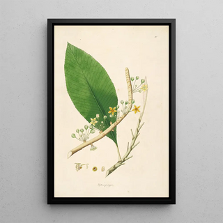 William Roxburgh - Plants of the coast of Coromandel Pl020.webp