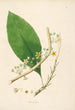 Plants of the Coromandel Coast Pl020 - William Roxburgh — artwork view