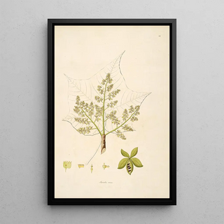 William Roxburgh - Plants of the coast of Coromandel Pl024.webp