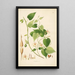 Plantas de la costa de Coromandel Pl032 - William Roxburgh — cuadro enmarcado en la pared