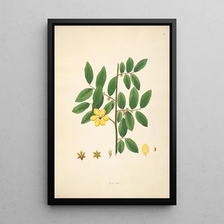 William Roxburgh - Plants of the coast of Coromandel Pl036.webp