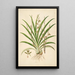 Plants of the Coromandel Coast Pl038 - William Roxburgh — framed artwork on a wall