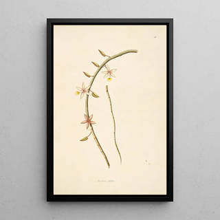 William Roxburgh - Plants of the coast of Coromandel Pl041.webp