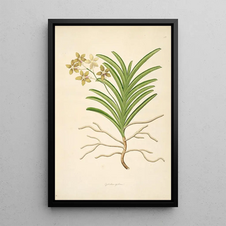 William Roxburgh - Plants of the coast of Coromandel Pl042.webp