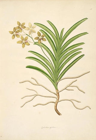 William Roxburgh - Plants of the coast of Coromandel Pl042.webp
