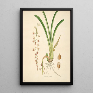 William Roxburgh - Plants of the coast of Coromandel Pl044.webp