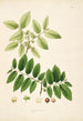 Plants of the Coromandel Coast Pl048 - William Roxburgh — artwork view