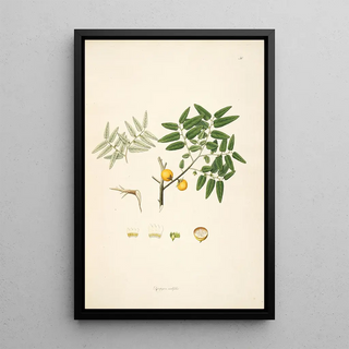 William Roxburgh - Plants of the coast of Coromandel Pl050.webp