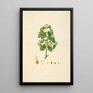 William Roxburgh - Plants of the coast of Coromandel Pl052.webp