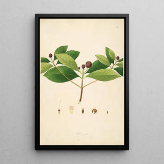 William Roxburgh - Plants of the coast of Coromandel Pl054.webp