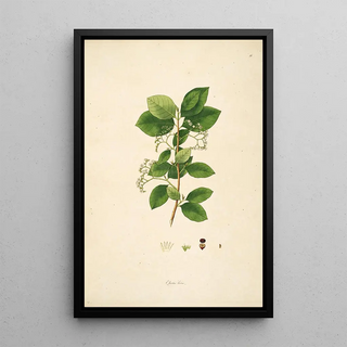 William Roxburgh - Plants of the coast of Coromandel Pl056.webp