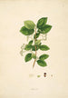 Plants of the Coromandel Coast Pl056 - William Roxburgh — artwork view