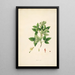 Plantas de la costa de Coromandel Pl061 - William Roxburgh — cuadro enmarcado en la pared