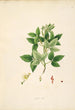 Plantas de la costa de Coromandel Pl061 - William Roxburgh — vista de la obra