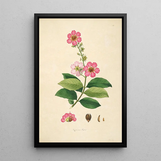 William Roxburgh - Plants of the coast of Coromandel Pl065.webp