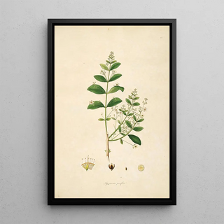 William Roxburgh - Plants of the coast of Coromandel Pl066.webp
