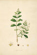 Plants of the Coromandel Coast Pl066 - William Roxburgh — artwork view