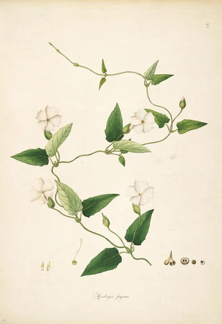 William Roxburgh - Plants of the coast of Coromandel Pl067.webp