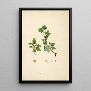 William Roxburgh - Plants of the coast of Coromandel Pl069.webp