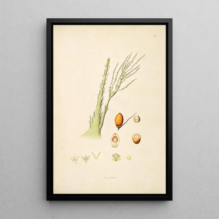 William Roxburgh - Plants of the coast of Coromandel Pl075.webp