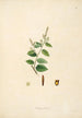 Plantas de la costa de Coromandel Pl076 - William Roxburgh — vista de la obra