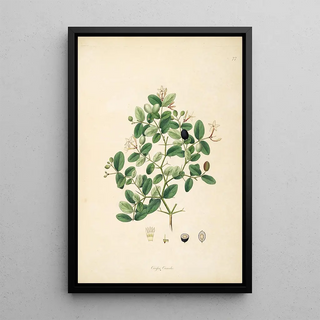 William Roxburgh - Plants of the coast of Coromandel Pl077.webp