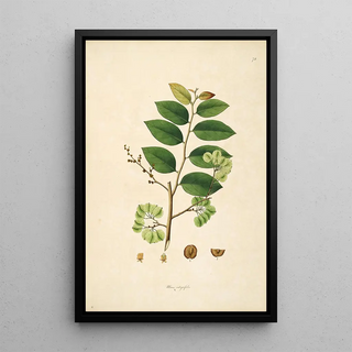 William Roxburgh - Plants of the coast of Coromandel Pl078.webp