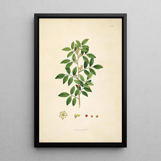 William Roxburgh - Plants of the coast of Coromandel Pl084.webp