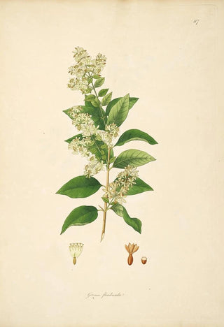 William Roxburgh - Plants of the coast of Coromandel Pl087.webp