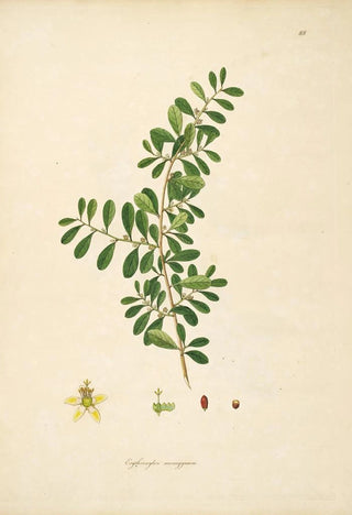 William Roxburgh - Plants of the coast of Coromandel Pl088.webp