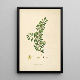 William Roxburgh - Plants of the coast of Coromandel Pl088.webp