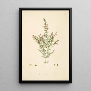 William Roxburgh - Plants of the coast of Coromandel Pl090.webp