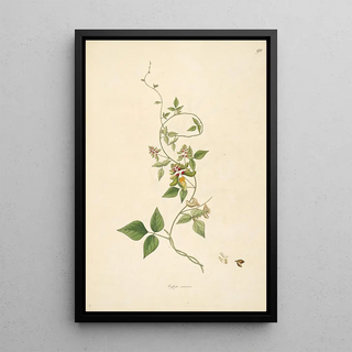 William Roxburgh - Plants of the coast of Coromandel Pl092.webp