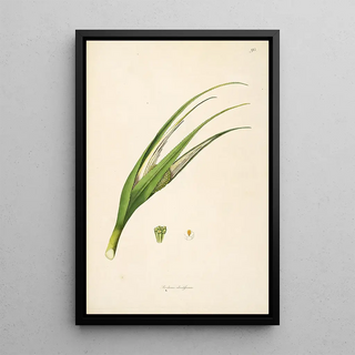 William Roxburgh - Plants of the coast of Coromandel Pl095.webp