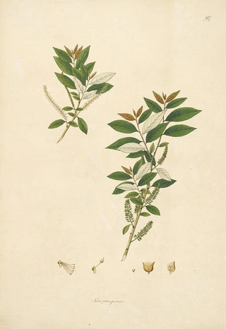 William Roxburgh - Plants of the coast of Coromandel Pl097.webp