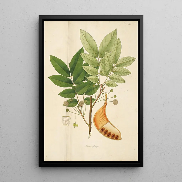 William Roxburgh - Plants of the coast of Coromandel Pl100.webp