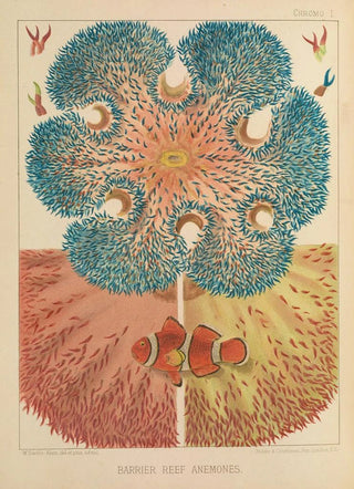William SavilleKent - Barrier Reef Anemones.webp