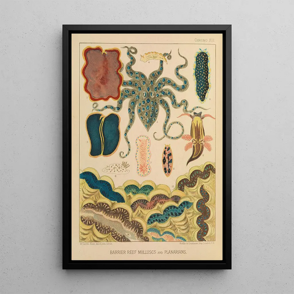 William SavilleKent - Barrier Reef Molluscs and Planarians.webp
