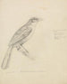 Un pájaro - William Swainson — vista de la obra