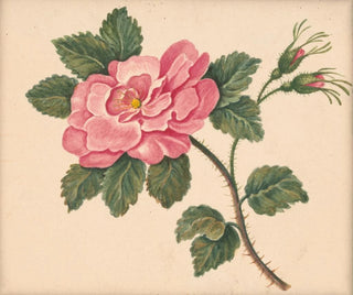 William Wood Thackara - Rose on a stem with leaves and unopened blossoms.webp