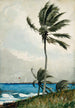 Palma en Nassau - Winslow Homer — vista de la obra