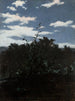 Landscape painting with a hedge fence - Witold Pruszkowski — artwork view