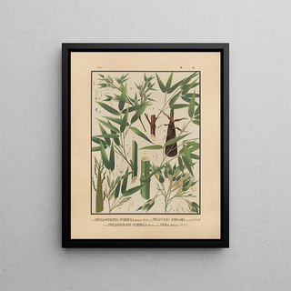 Yasuyoshi Shirasawa - Icones of the bamboos of Japan Nihon chikurui zufu Pl01.webp