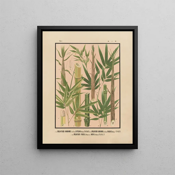 Yasuyoshi Shirasawa - Icones of the bamboos of Japan Nihon chikurui zufu Pl02.webp