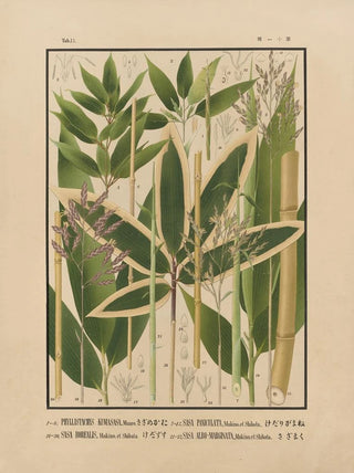 Yasuyoshi Shirasawa - Icones of the bamboos of Japan Nihon chikurui zufu Pl11.webp