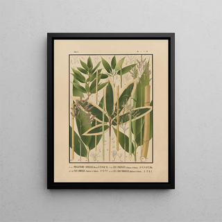 Yasuyoshi Shirasawa - Icones of the bamboos of Japan Nihon chikurui zufu Pl11.webp