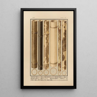 Yasuyoshi Shirasawa - Icones of the bamboos of Japan Nihon chikurui zufu Pl15.webp