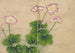 Flores de malva - Zhang Ruo'ai — vista de la obra
